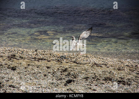 Closeup Kieselsteine am Strand mit Soft Focus vom Meer, Wellen und Landung Seagull Stockfoto