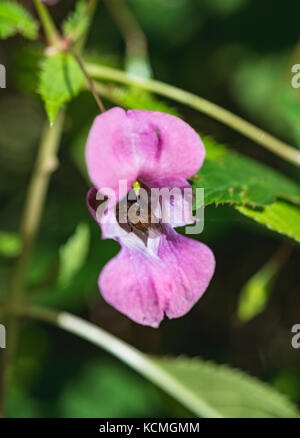 Fliegen innerhalb Helm Blume ist ein Polizist Stockfoto