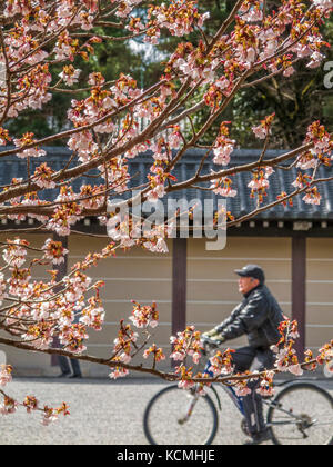 Cherry Blossom und Radfahrer auf dem Gelände der Kaiserpalast von Kyoto, Kyoto, Honshu, Japan Stockfoto