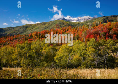 Herbstfarben, Mount Timpanogos, Wasatch Berge, Utah Stockfoto