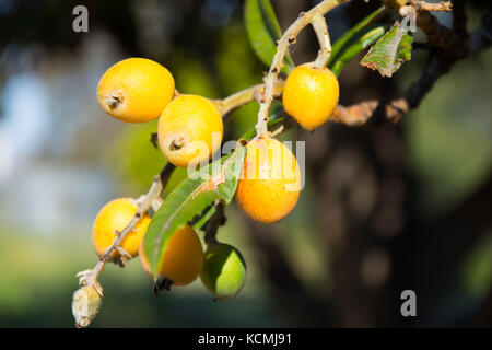 Mispel Obst, Eriobotrya japonica, wissen auch als Japanische Pflaume. Stockfoto