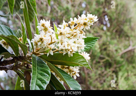 Mispel Blumen. Eriobotrya japonica. Auch als Japanische Pflaume oder chinesische Pflaume bekannt. Stockfoto