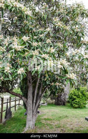 Mispel Baum Blume. Eriobotrya japonica. Auch bekannt als Japanische Pflaume oder chinesische Pflaume Stockfoto