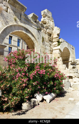 Oleander (Nerium oleander) im Römischen Theater, Arles, Provence, Frankreich Stockfoto