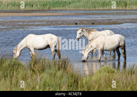 Weiße Pferde, Camargue, Frankreich Stockfoto