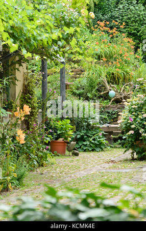 Weinreben (Vitis), Lilien (Lilium), Hortensien (Hydrangea) und Taglilien (Hemerocallis) in einem Garten im Hinterhof Stockfoto