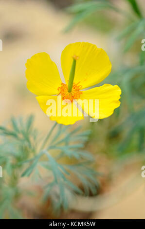 Mexikanischer Tulpen Mohn (hunnemannia fumariifolia) Stockfoto