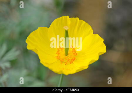 Mexikanischer Tulpen Mohn (hunnemannia fumariifolia) Stockfoto