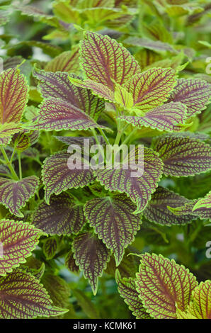 Coleus (solenostemon scutellarioides Syn. coleus Blumei) Stockfoto