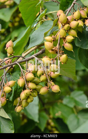 Fingerhut Baum (Paulownia tomentosa) Stockfoto