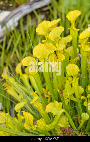 Gelbe Trompete Krug (Sarracenia flava) Stockfoto