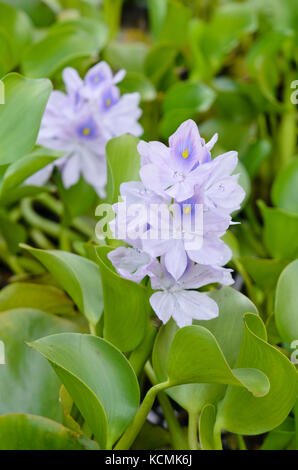 Wasserhyazinthe (eichhornia crassipes) Stockfoto