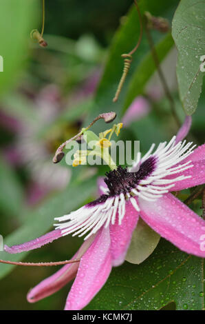 Passionsblume (passiflora x violacea) Stockfoto