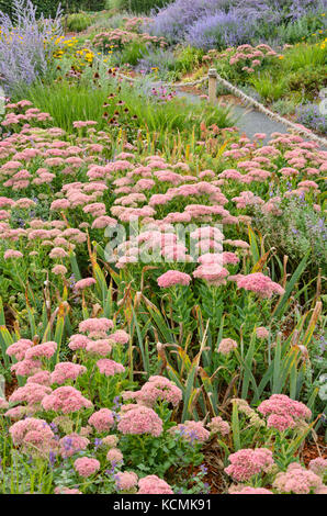 Orpine (Sedum telephium Syn. hylotelephium telephium) Stockfoto