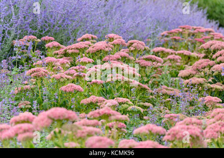 Orpine (Sedum telephium Syn. hylotelephium telephium) und russische Salbei (perovskia) Stockfoto