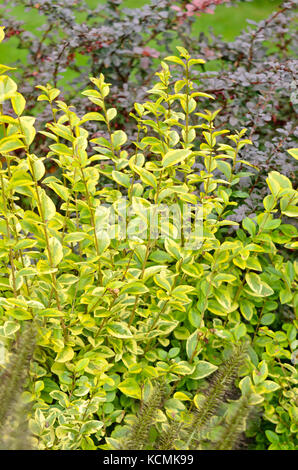 KalifornienLiguster (Ligustrum Ovalifolium 'Aureum', Ligustrum