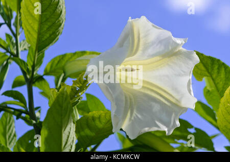 Der weiße Engel Trompete (brugmansia suaveolens) Stockfoto