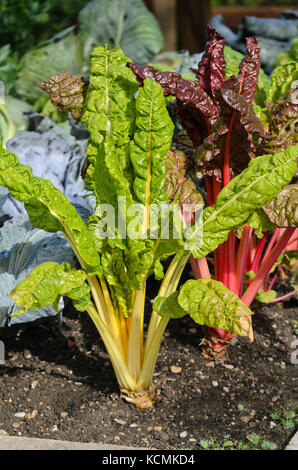 Mangold (Beta Vulgaris var. Cicla) Stockfoto