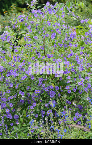 Blue Potato bush (lycianthes rantonnetii Syn. Solanum rantonnetii) Stockfoto