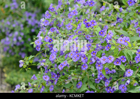 Blue Potato bush (lycianthes rantonnetii Syn. Solanum rantonnetii) Stockfoto