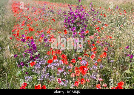 Mais Mohn (Papaver rhoeas), gemeinsame Malve (Malva Sylvestris) und Lacy phacelia (Phacelia tanacetifolia) Stockfoto