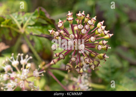 Sibirische Ginseng (eleutherococcus Senticosus) Stockfoto