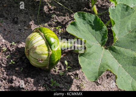 Turban-Kürbis (Cucurbita maxima convar. Turbaniformis) Stockfoto