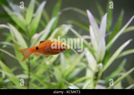 Rosy barb Stockfoto