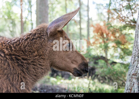 Elche oder Europäischen Elch alces alces junger Kälber im Wald Stockfoto