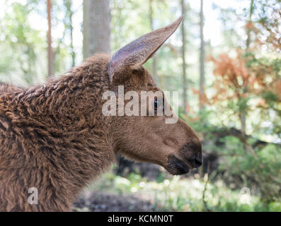 Elche oder Europäischen Elch alces alces junger Kälber im Wald Stockfoto