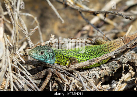 Iberischen Rock - Eidechsen (Lacerta schreiberi) Stockfoto