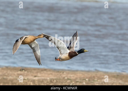 Gemeinsame stockente Anas platyrhynchos Männliche und weibliche Erwachsene im Flug, Norfolk, Großbritannien Stockfoto