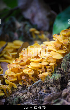 Close-up Makro viele schöne gelbe Pilze auf Waldboden in Ghana, Westafrika Stockfoto