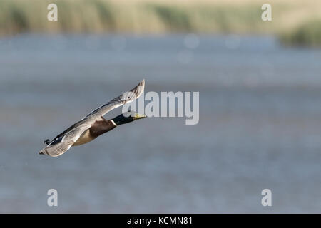 Gemeinsame stockente Anas platyrhynchos männlichen Erwachsenen im Flug, Norfolk, Großbritannien Stockfoto