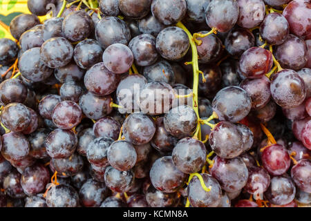 Frisch geernteten Trauben close-up Stockfoto