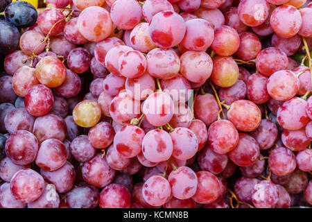 Frisch geernteten Trauben close-up Stockfoto