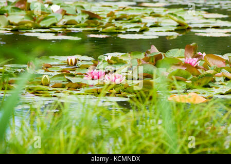 Nymphaea tetragona Seerose auf See. Stockfoto