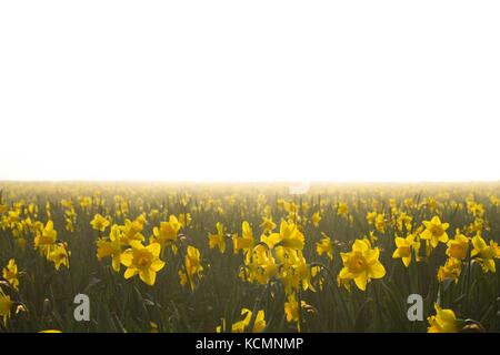 Narzissen im Nebel (Narcissus spp) kommerziell für Glühlampen gewachsen. Stockfoto