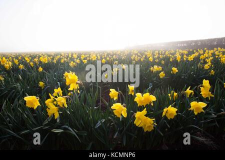 Narzissen im Nebel (Narcissus spp) kommerziell für Glühlampen gewachsen. Stockfoto