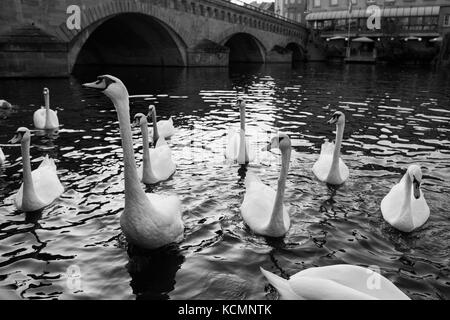 Die Schwäne des Canal de la Moselle sind immer bereit für einen Brotausstrich. Stockfoto