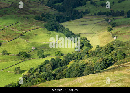 Grüne Felder in Archengarthdale bei Reeth in den Yorkshire Dales, England. Stockfoto