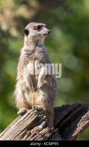 Vorderansicht Nahaufnahme von alert Erdmännchen (Suricata suricatta) isoliert im Freien auf Pflicht, aufrecht sitzend auf Baumstumpf in Gefangenschaft, auf der Suche nach einer Seite. Stockfoto