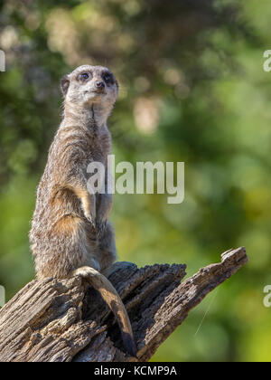 Süßes Erdmännchen (Suricata suricatta), das aufrecht auf dem Ast sitzt, isoliert im Freien, um die Herbstsonne im Cotswold Wildlife Park, Großbritannien, zu genießen. Stockfoto