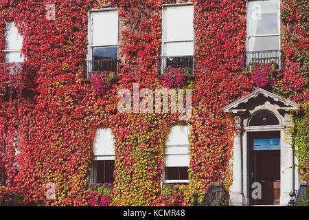 Dublin, Irland - 30. September 2017: Gebäude im Zentrum von Dublin im Herbst fallen - Rot Efeu Stockfoto