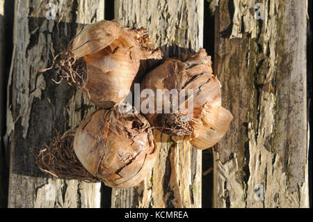 Narzissen Narzissen fotografiert oder auf eine bemalte hölzerne Tisch bereit im Herbst vor der Blüte im Frühjahr gepflanzt werden. Stockfoto