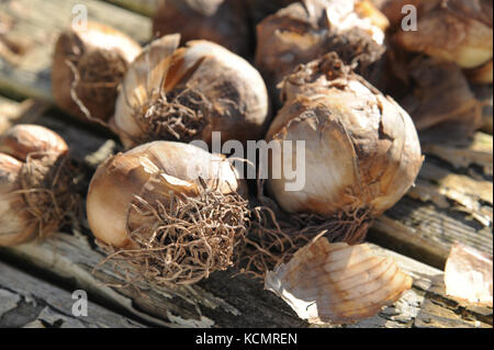 Narzissen Narzissen fotografiert oder auf eine bemalte hölzerne Tisch bereit im Herbst vor der Blüte im Frühjahr gepflanzt werden. Stockfoto