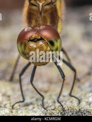 In der Nähe der weiblichen Common Darter Dragonfly (Sympetrum striolatum) auf Baumstumpf. Tipperary, Irland Stockfoto