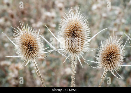 Dipsacus fullonum, getrocknete Samen Köpfen. Der eine Wilde Karde im Herbst mit unscharfen Hintergrund schließen. cher, Frankreich, Europa Stockfoto