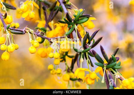 Berberitze Berberis stenophylla Nahaufnahme Blume Stockfoto