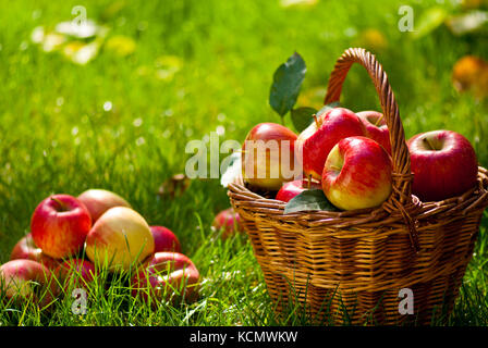 Rote Äpfel mit wicket Warenkorb im Gras Stockfoto